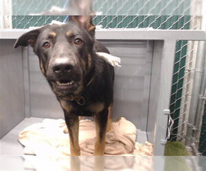 German Shepherd Dog-Unknown Mix Dogs for adoption in Downey, CA, USA