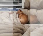 Small #3 Chihuahua