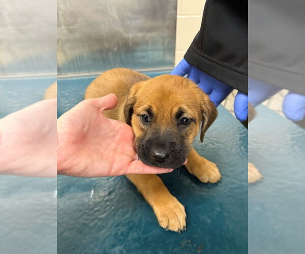 Medium Photo #1 Saint Bernard-Unknown Mix Puppy For Sale in Mobile, AL, USA