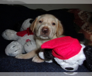 Labrador Retriever Puppy for sale in MIDLAND, MI, USA