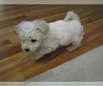 Small Photo #8 Bichon Frise Puppy For Sale in PELHAM, NH, USA