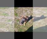 Small #9 Mutt