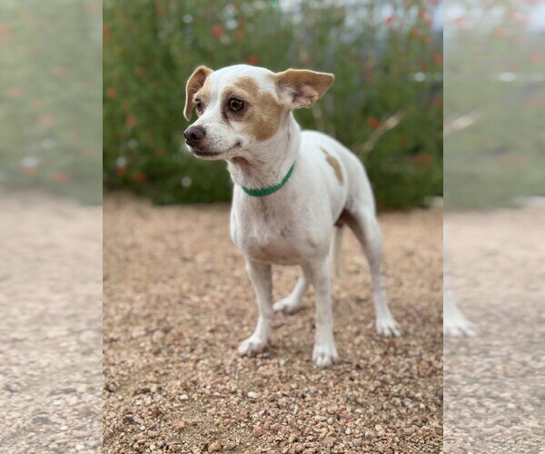 Medium Photo #2 Chihuahua-Unknown Mix Puppy For Sale in PIPE CREEK, TX, USA