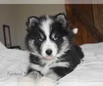 Small #5 Pomsky
