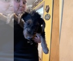 Small Photo #24 Airedale Terrier Puppy For Sale in FLAGSTAFF, AZ, USA
