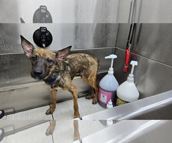Medium Photo #4 German Shepherd Dog-Unknown Mix Puppy For Sale in Centreville, VA, USA