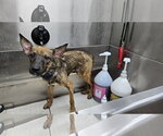 Small #3 German Shepherd Dog Mix