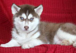 Siberian Husky Puppy for sale in MOUNT JOY, PA, USA
