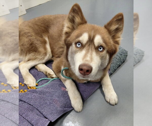 Medium Photo #2 Siberian Husky Puppy For Sale in South Bend, IN, USA