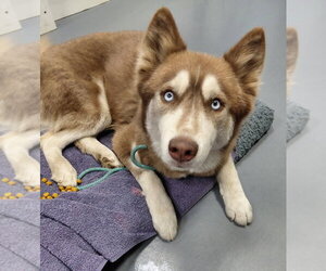 Kita - Female Siberian Husky Dog for Adoption - Photo #2