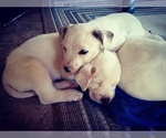 Small Photo #58 American Pit Bull Terrier-Labrador Retriever Mix Puppy For Sale in MOORESBORO, NC, USA