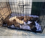 Small Photo #11 Labrador Retriever Puppy For Sale in SAINT JOSEPH, MO, USA