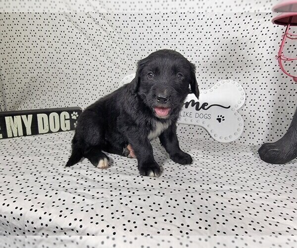 Medium Photo #26 Golden Mountain Dog Puppy For Sale in BLACK FOREST, CO, USA