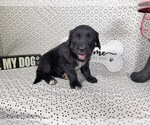 Small #3 Golden Mountain Dog