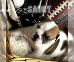 Puppy Saucy Bulldog