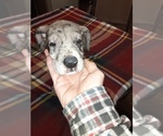 Small Photo #56 Great Dane Puppy For Sale in PIERSON, MI, USA
