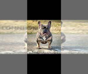 Father of the French Bulldog puppies born on 04/22/2026