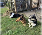 Small #1 German Shepherd Dog