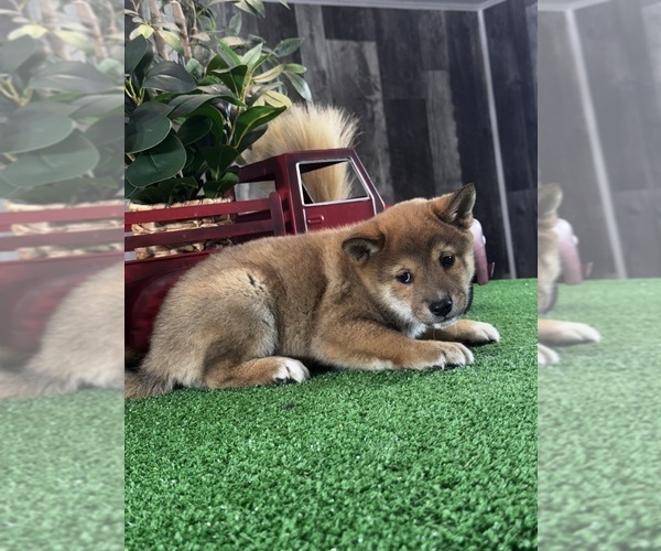 Medium Photo #5 Shiba Inu Puppy For Sale in CANOGA, NY, USA