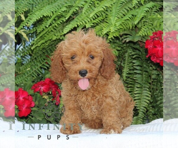 Medium Photo #2 Cavapoo Puppy For Sale in RISING SUN, MD, USA