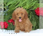 Small #1 Cavapoo