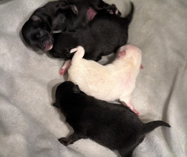 Medium Photo #1 Pomeranian Puppy For Sale in LOGANVILLE, GA, USA