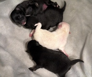 Pomeranian Puppy for sale in LOGANVILLE, GA, USA