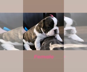 French Bulldog Puppy for sale in HAMILTON, NJ, USA