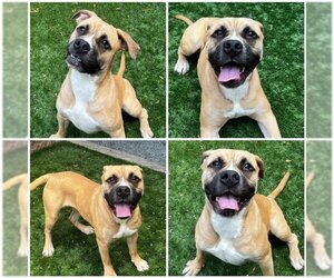 Boxer-Mastiff Mix Dogs for adoption in Moreno Valley, CA, USA