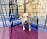 Small #1 Labrador Retriever Mix