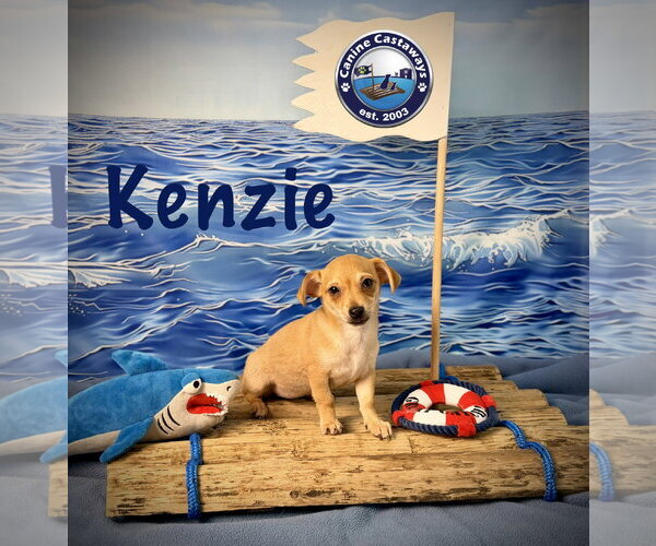 Medium Photo #1 Chiweenie Puppy For Sale in Arcadia, FL, USA