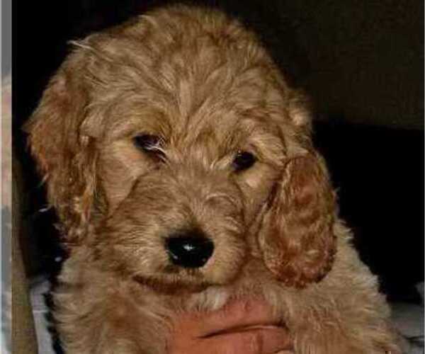 Medium Photo #5 Goldendoodle Puppy For Sale in CHARLESTON, SC, USA