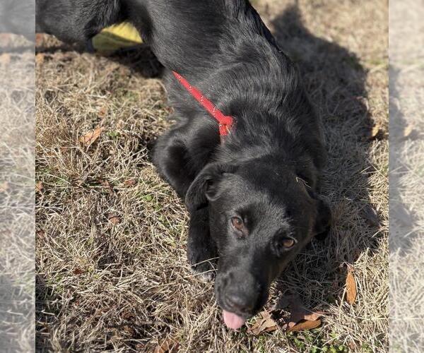 Medium Photo #3 Labrador Retriever-Unknown Mix Puppy For Sale in Yardley, PA, USA