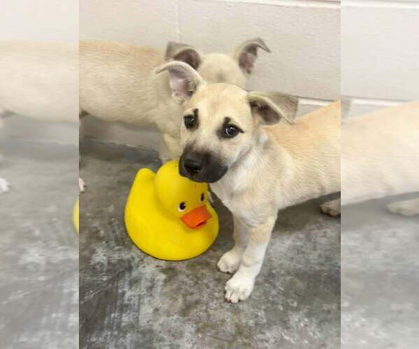 Medium Photo #1 Mutt Puppy For Sale in Abbeville, LA, USA
