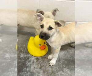 Mutt Dogs for adoption in Abbeville, LA, USA
