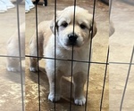 Small Photo #4 Australian Retriever Puppy For Sale in ALLEGAN, MI, USA