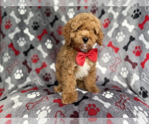 Medium Photo #4 Cockapoo (Miniature) Puppy For Sale in LAKELAND, FL, USA