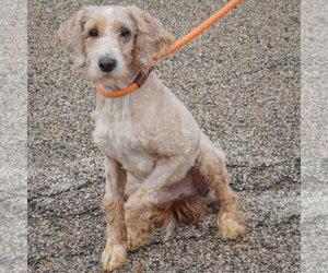 Brewers - Male Unknown-Wheaten Terrier Mix Dog for Adoption - Photo #3
