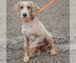 Small Photo #3 Unknown-Wheaten Terrier Mix Puppy For Sale in Huntley, IL, USA
