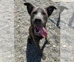 Small #1 Labrador Retriever Mix