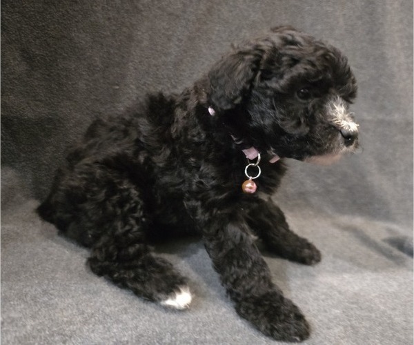 Medium Photo #25 Whoodle (Miniature) Puppy For Sale in KATY, TX, USA