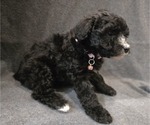 Small Photo #25 Whoodle (Miniature) Puppy For Sale in KATY, TX, USA