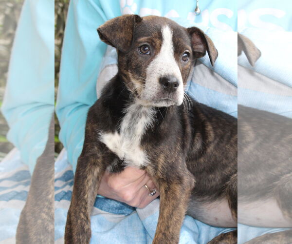 Medium Photo #3 Mountain Cur-Unknown Mix Puppy For Sale in Prattville, AL, USA