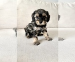 Small Photo #2 Cavapoo Puppy For Sale in GRESHAM, OR, USA