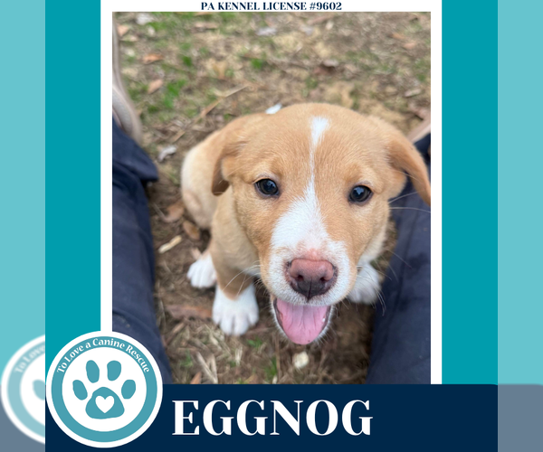 Medium Photo #2 Labrador Retriever-Unknown Mix Puppy For Sale in Kimberton, PA, USA