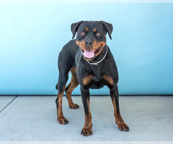 Medium Photo #2 Rottweiler Puppy For Sale in Pasadena, CA, USA