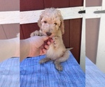 Small Photo #10 Labradoodle Puppy For Sale in WESTMINSTER, SC, USA