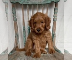 Small Photo #13 Goldendoodle (Miniature) Puppy For Sale in WEST POINT, KY, USA