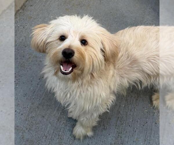 Medium Photo #1 Maltese Puppy For Sale in San Diego, CA, USA