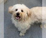 Gilbert - Male Maltese Dog for Adoption - Small photo